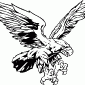 HAWK03