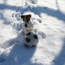soccerdog