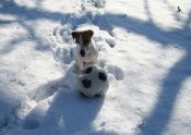 soccerdog